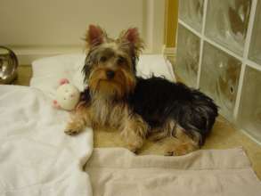 Spice Girl 2005 First Days