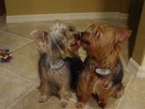 Sugar and Spice eating spaghetti as puppies
