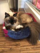 Zoey crossed the Bridge - Mom is so sad