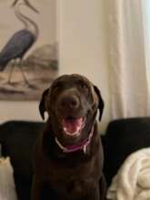 Stella Ireland in her Healthy Days