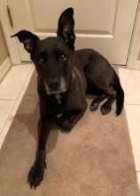 Kali was her Mom's sweetheart - she is missed