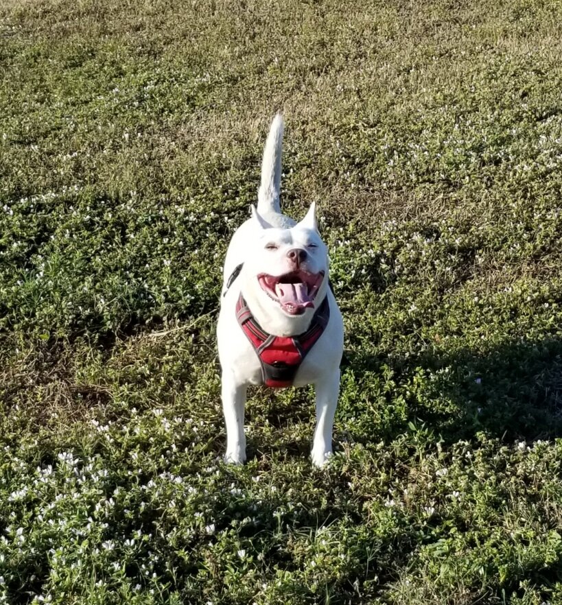 Kimba Barbato was so special to his Mommy