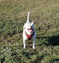 Kimba Barbato was so special to his Mommy