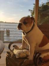 Lennie, watching the sunset....