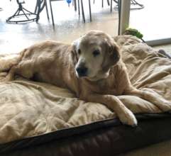 How majestic Joey is...king of the house!