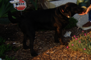 Myles, such a loved boy for 14 years