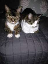 Maxwell and Bandit Solomon - Cindy's Boys