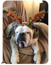 Brutus - most handsome reindeer we've ever seen!