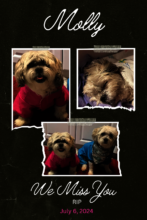 Beautiful Molly Pearson is at the Rainbow Bridge..