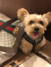 Sweet Penny, fly high and run free angel!