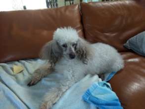 Java, the most loved poodle in the world!