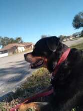 Sweet Remy Maiero..Mommy misses her so much