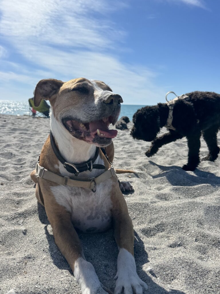 Handsome Roscoe at his favorite place...