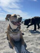 Handsome Roscoe at his favorite place...