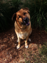 Sweet Sampson Seibold - with Daddy Now