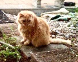 Robin A's Starboard who crossed the Bridge