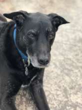 Taz, what a good sweet Angel at the Bridge