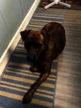 Sweet Whiskey, fly high over the Rainbow Bridge!
