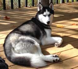 Beautiful Gracie Hart in her healthier days....