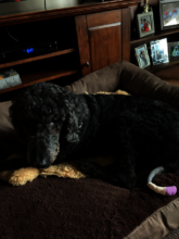 Sweet Marley Ferguson is with Daddy now...