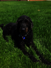 Marley Ferguson in healthier days....