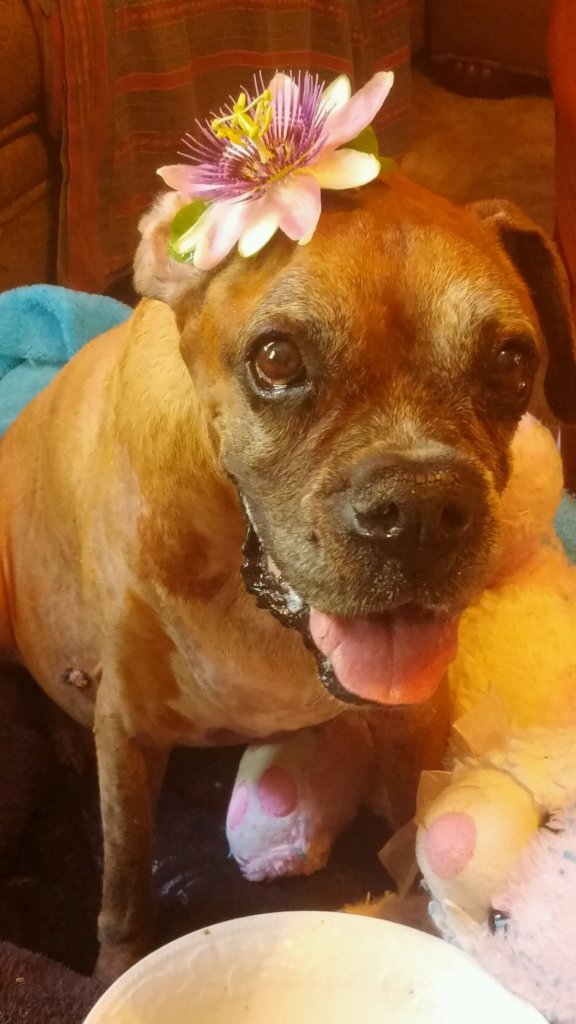 Helping Our Pets Cross the Rainbow Bridge at Home