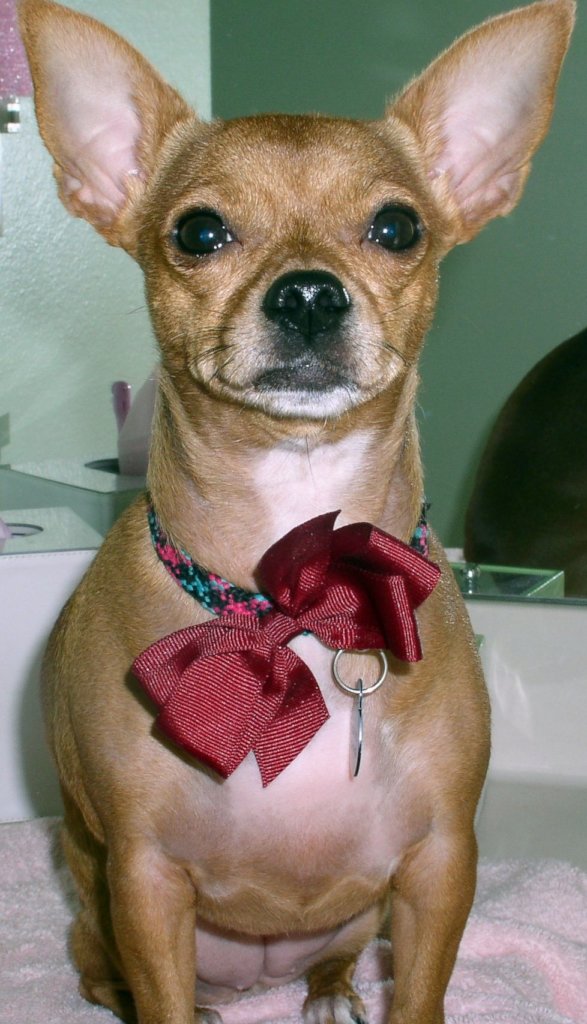 Helping Our Pets Cross the Rainbow Bridge at Home