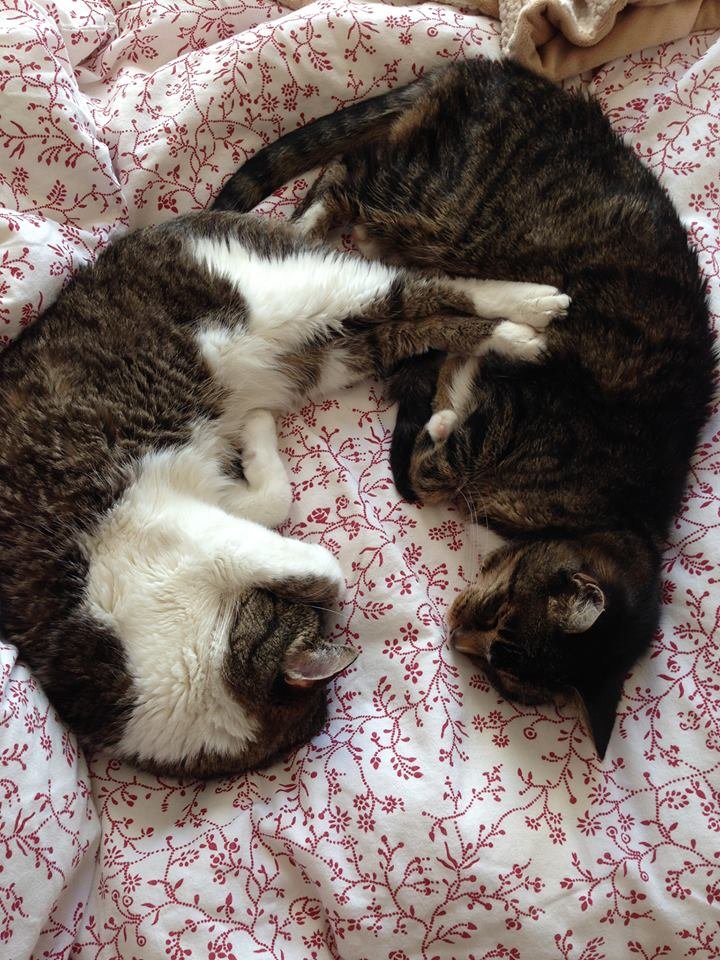 Maxwell and Bandit Solomon