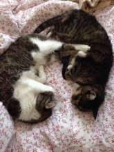 Maxwell and Bandit Solomon