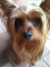 Our Champ - Little Boy