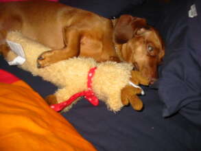 Handsome Charlie Nickleski - 16 years young....