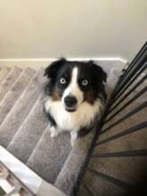 Sweet Jaxzen is at Peace at the Bridge now...