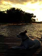 Gorgeous Emmy in a beautiful sunset picture....