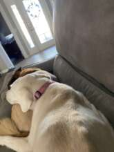 Monroe Burwood - missed by his family