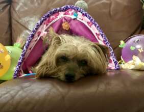 Sweet Ollie Silverman who crossed the Bridge...