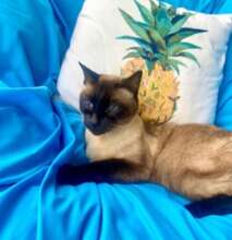 Beautiful Cocoa Lavender is Missed so Much