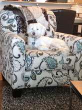 Skippy loved his special chair....