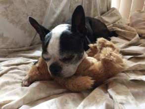 Sweet Peggy Bocchino is dearly missed....