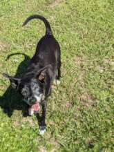 Handsome Bandit DeMarsh looking to play....