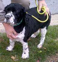 Sweet Paddie, reunited with his Daddy now....