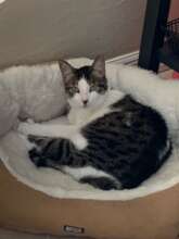 Beautiful Lokum Haley - from the streets of Turkey