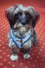 Beautiful Tessie is missed by her Dad...