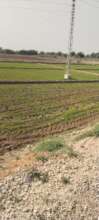 wheat crop