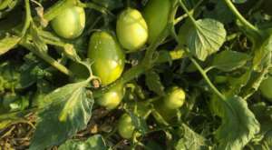 Tomato  Garden