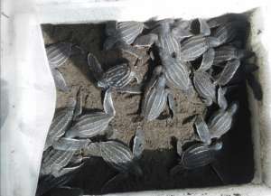 leatherback babies