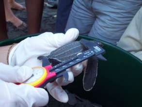 new equipment for measuring turtles