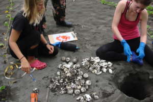 exhumation of a previously hatched nest