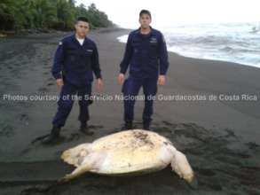 coastguards find a turtle targeted by hunters