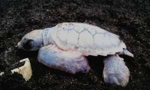 albino green turtle hatchling