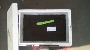 Incubating eggs in styrofoam boxes